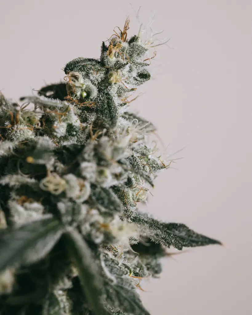 Trainwreck Feminized Seeds