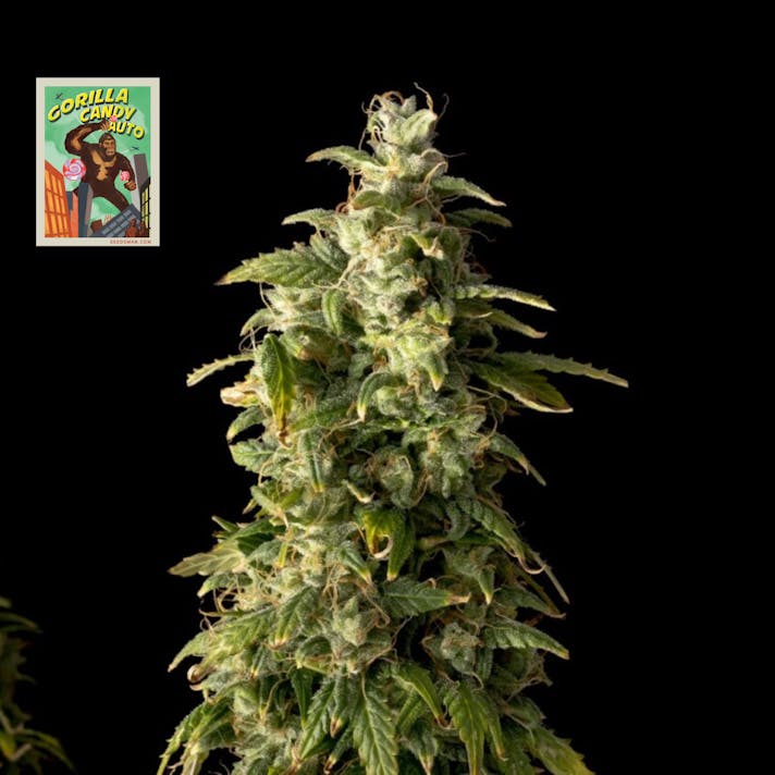 Gorilla Candy Auto Feminized Seeds