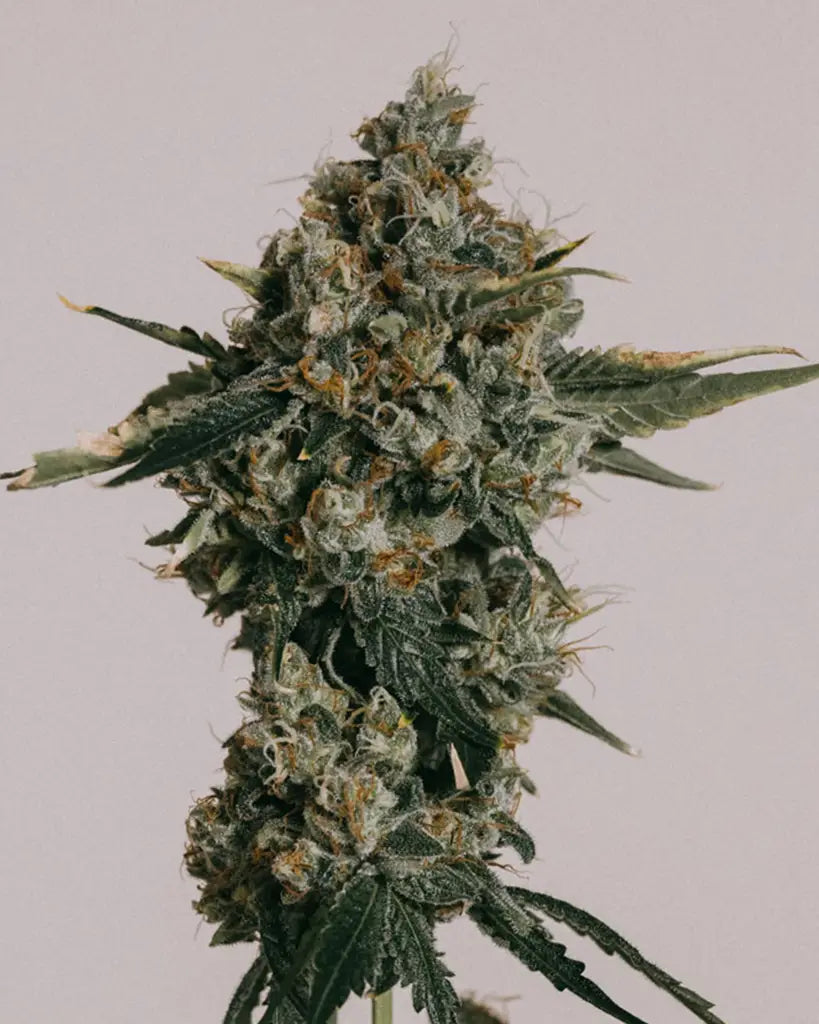 Blue Cheese Feminized Seeds