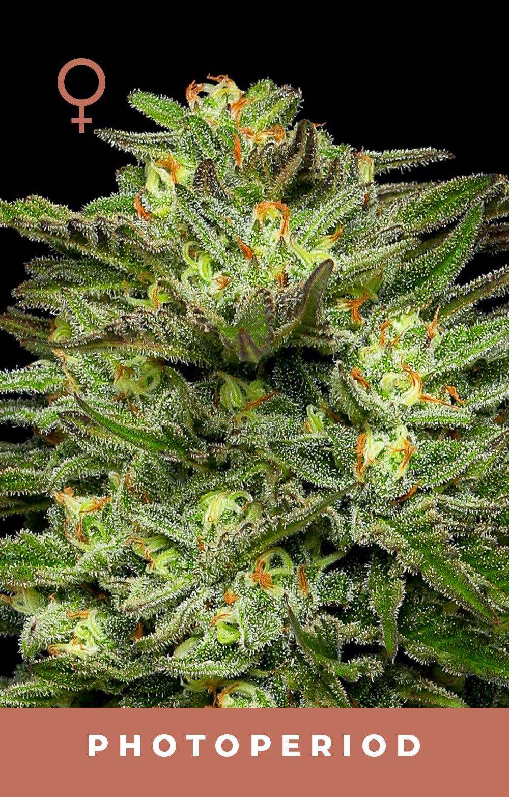 Dream Queen Cannabis Seeds