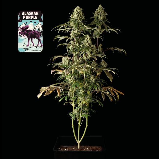 Alaskan Purple Auto Feminized Seeds
