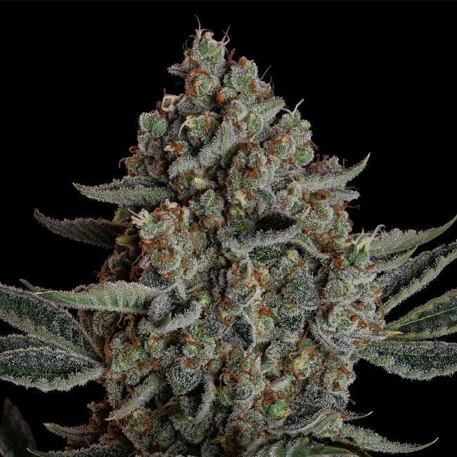 Gelato 41 BX Auto Feminized Seeds