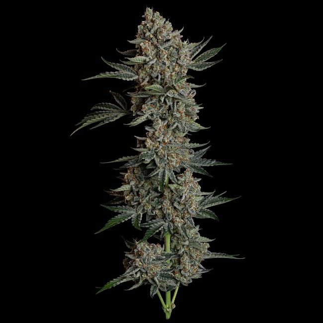 Gelato 41 BX Auto Feminized Seeds