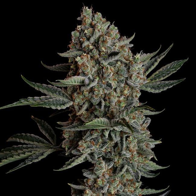 Gelato 41 BX Auto Feminized Seeds
