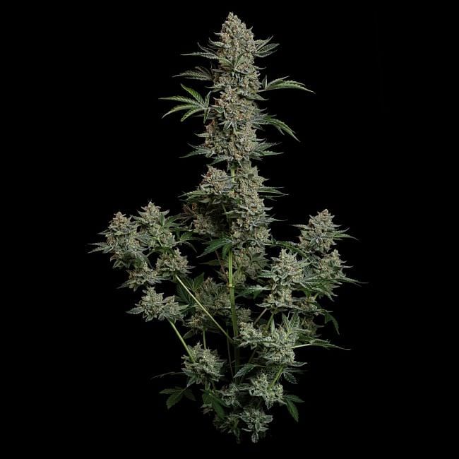 Gelato 41 BX Auto Feminized Seeds
