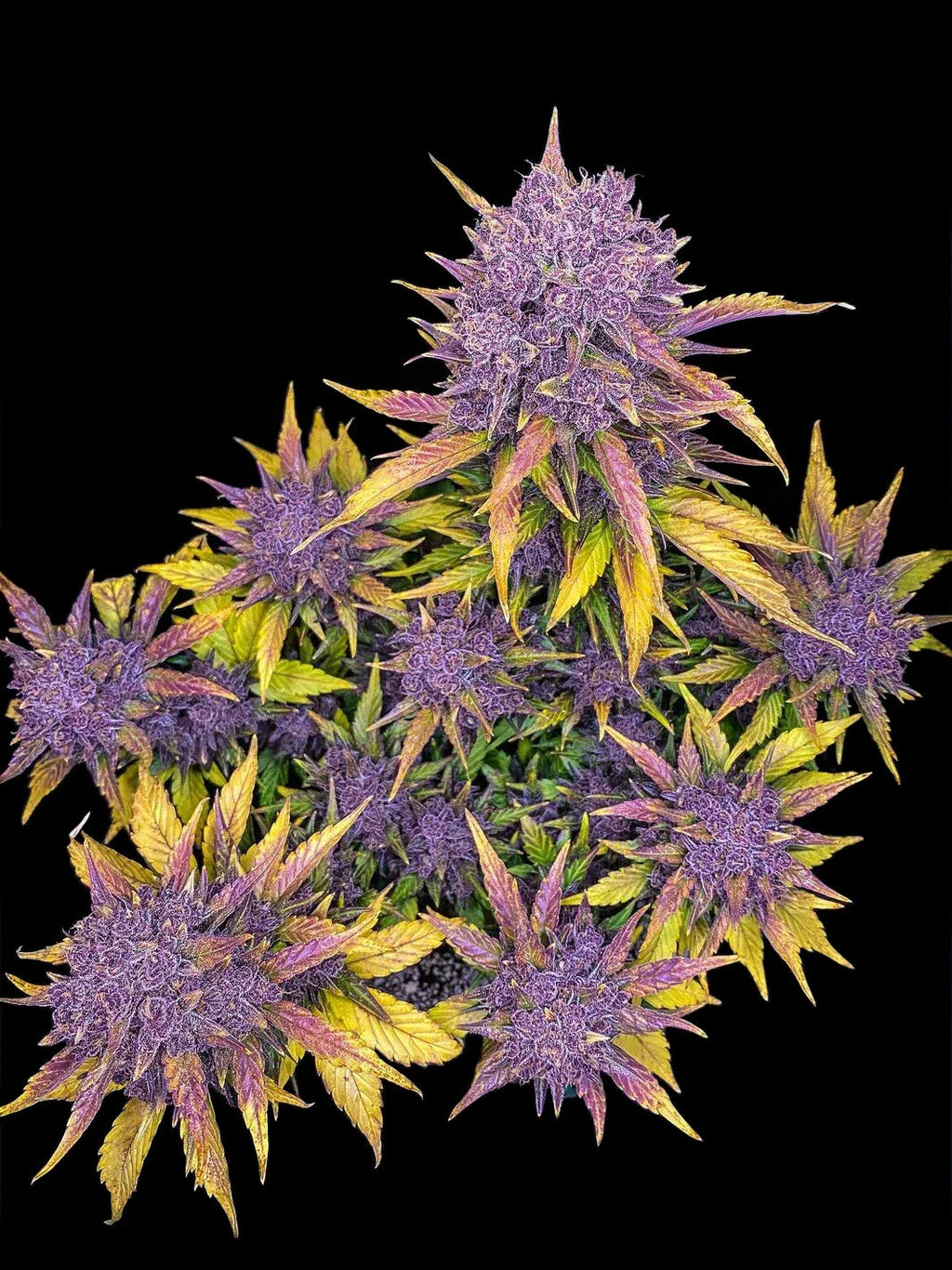 Purple Lemonade Auto Feminised Seeds