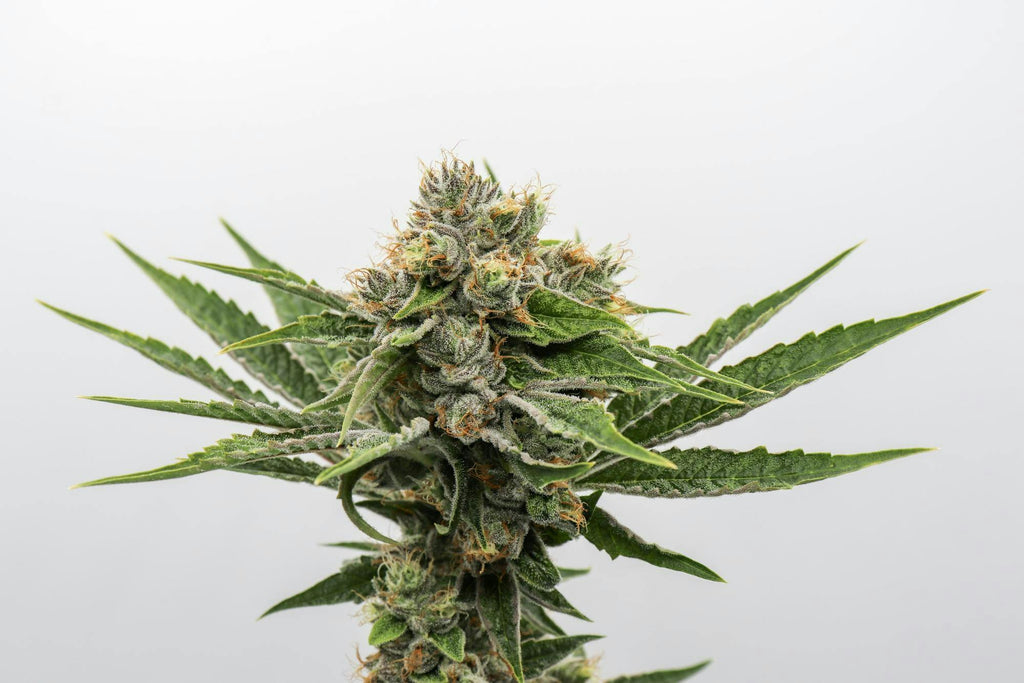 Alien OG Feminised Seeds