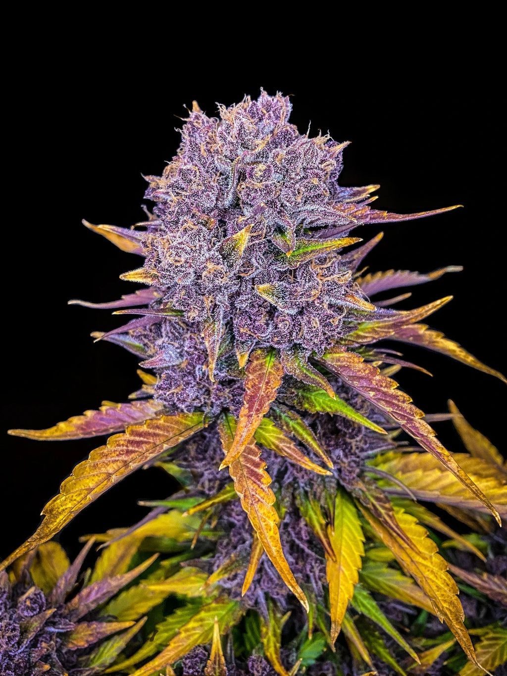 Purple Lemonade Auto Feminised Seeds