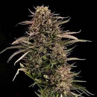 Fatso GMO F1 Auto Feminized Seeds