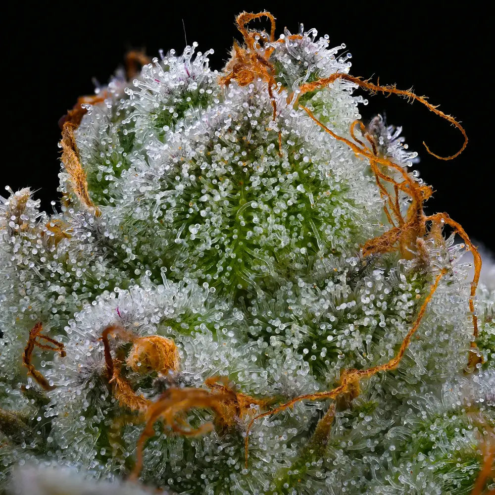 Blue Dream Auto Feminized Seeds