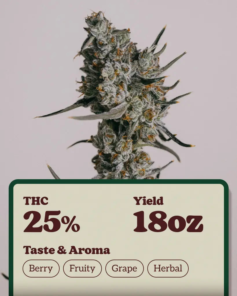 Granddaddy Purple Feminized Seeds