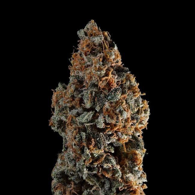 Gelato 41 BX Auto Feminized Seeds