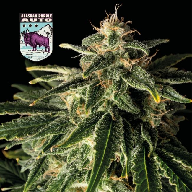 Alaskan Purple Auto Feminized Seeds