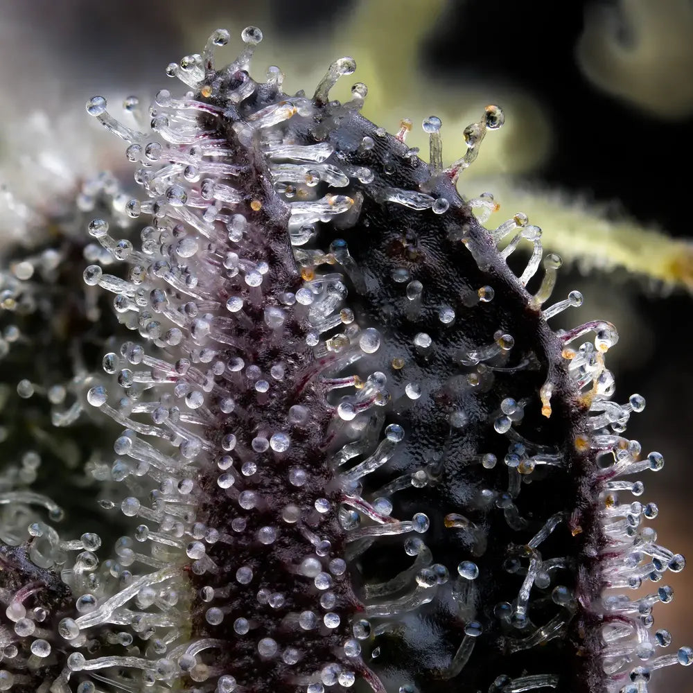 Blue Dream Auto Feminized Seeds