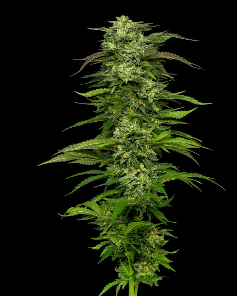 Dream Queen Cannabis Seeds