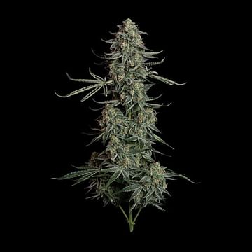 Gelato 41 BX Auto Feminized Seeds