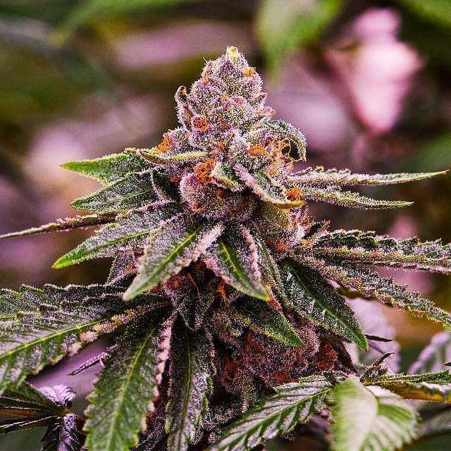 Girl Scout Cookies Extreme Feminized Seeds