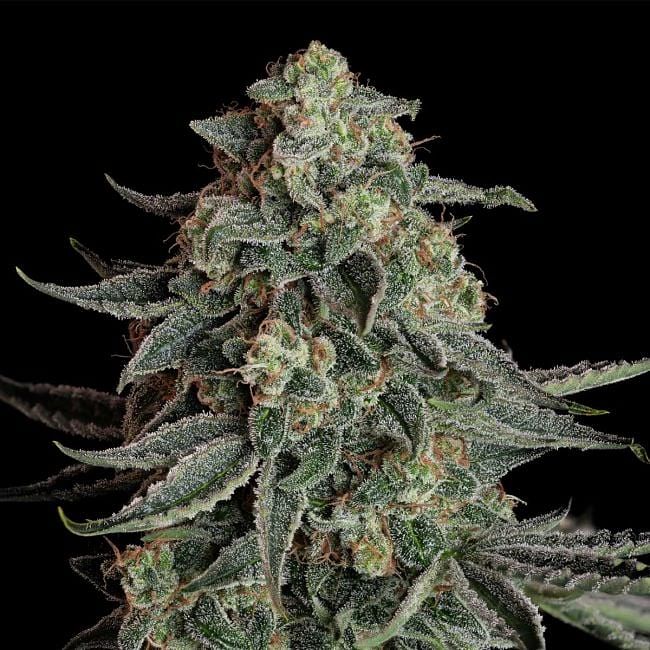 Blue Dream Auto Feminized Seeds